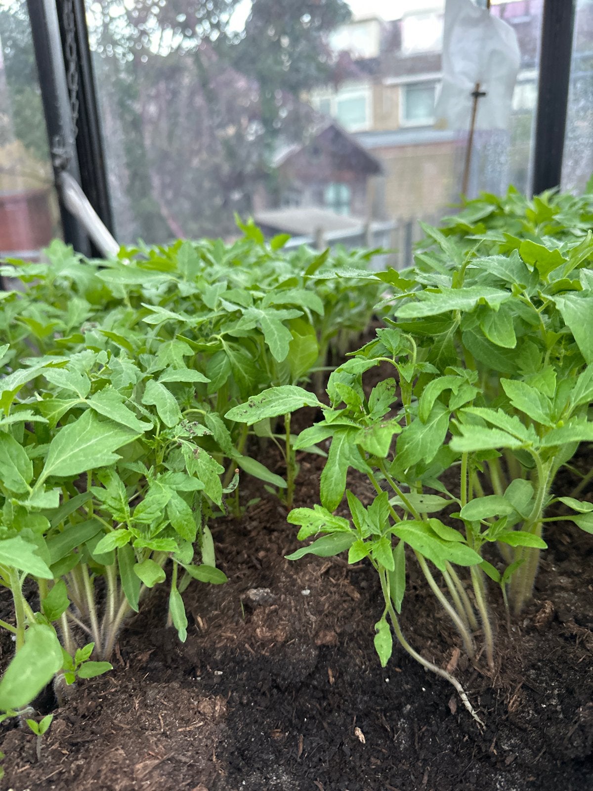 Japanse tomaten stekjes - Kweek je eigen heerlijke tomaten!, Ophalen, Volle zon, Groenteplanten, Eenjarig