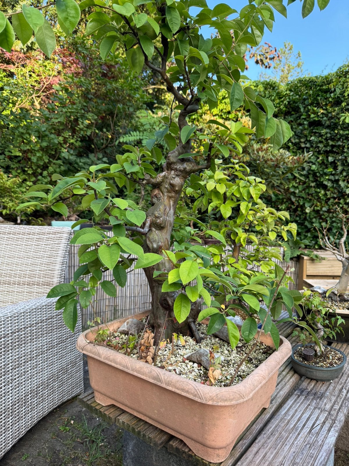 Gigantische Chinese Kweepeer Bonsai, Tuin en Terras, Planten | Bomen, Ophalen, Volle zon, Overige soorten, Minder dan 100 cm