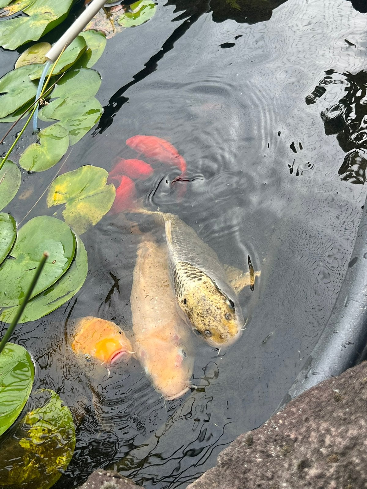 Koi karpers, Karper of Koi
