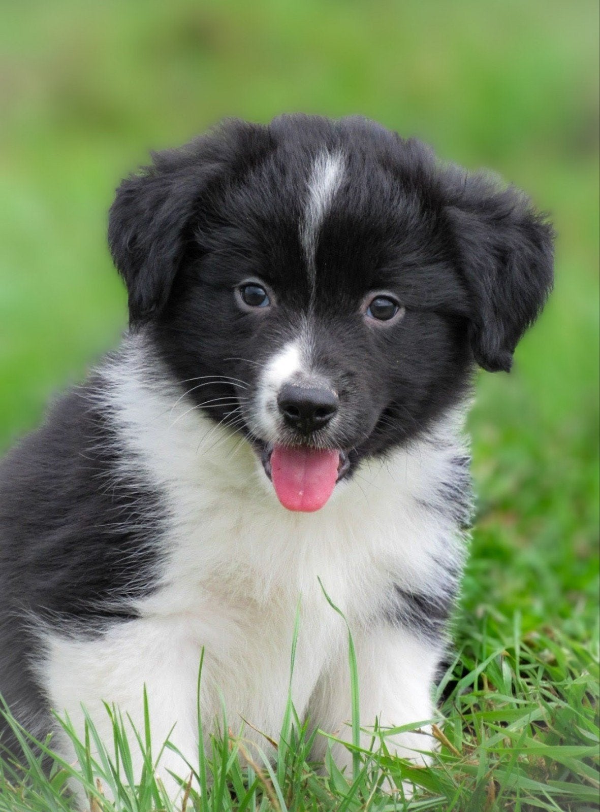 leuke kruising friese stabij x border collie pups te koop, Parvo, Overige rassen, 8 tot 15 weken, Meerdere