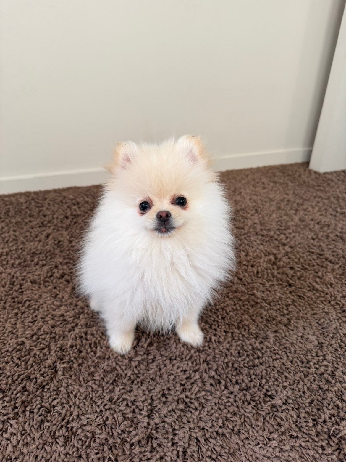 Pomeriaan pup, 15 weken tot 1 jaar, Parvo, Eén hond, Nederland