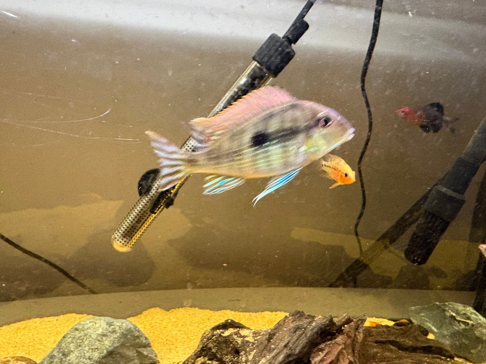 Geophagus tapajos, Dieren en Toebehoren, Vis