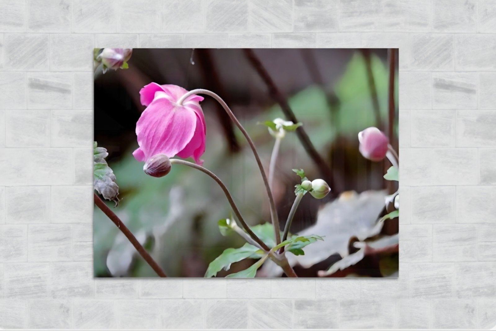 Luxe Wanddecoratie Plexiglas – Roze Herfstanemoon (Nieuw), Achter glas, Nieuw, Glas, Schilderij