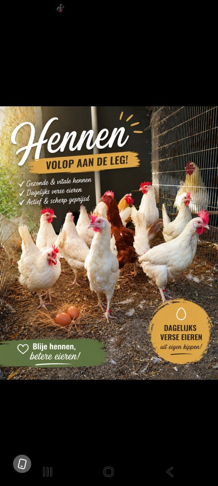 Mooie leghennen!, Dieren en Toebehoren, Pluimvee, Vrouwelijk, Kip