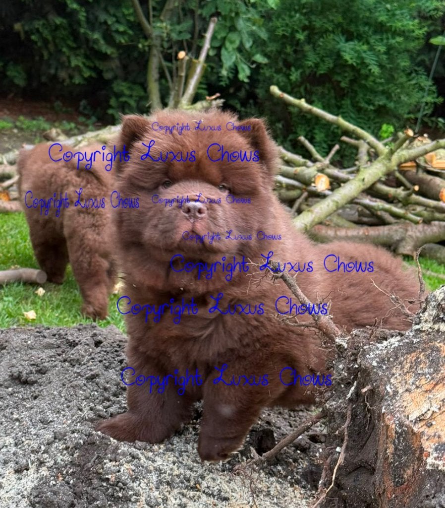 Exclusieve Chow Chow pup, reutje, Fokker | Hobbymatig, 15 weken tot 1 jaar, Reu, Buitenland