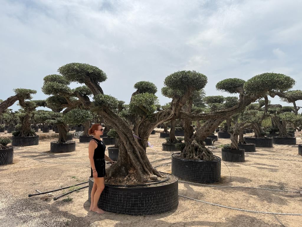 Olijfboom bonsai plateaus groot - Olea europaea bonsai!!!!!!, Olijfboom, 250 tot 400 cm, Zomer, Ophalen