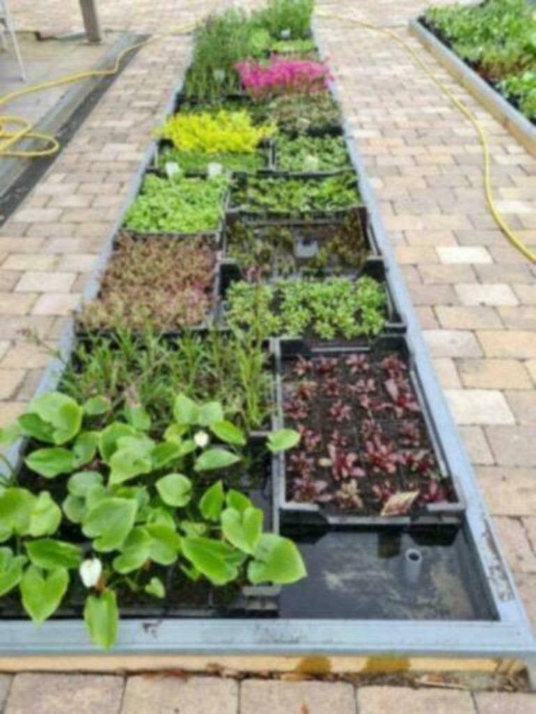 ACTIE, Vijverplanten, waterlelies, drijfplanten - Koidreams, Ophalen of Verzenden, Nieuw, Plant(en), Steen of Hout