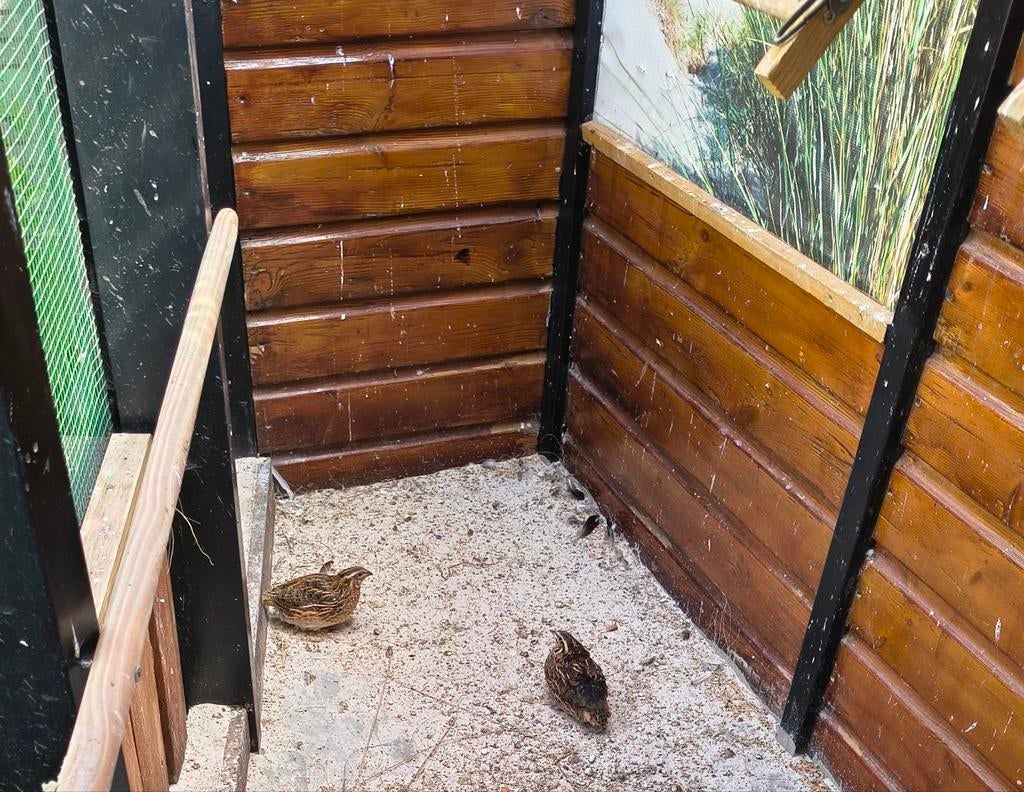 Koppel Japanse kwartels, Dieren en Toebehoren, Meerdere dieren