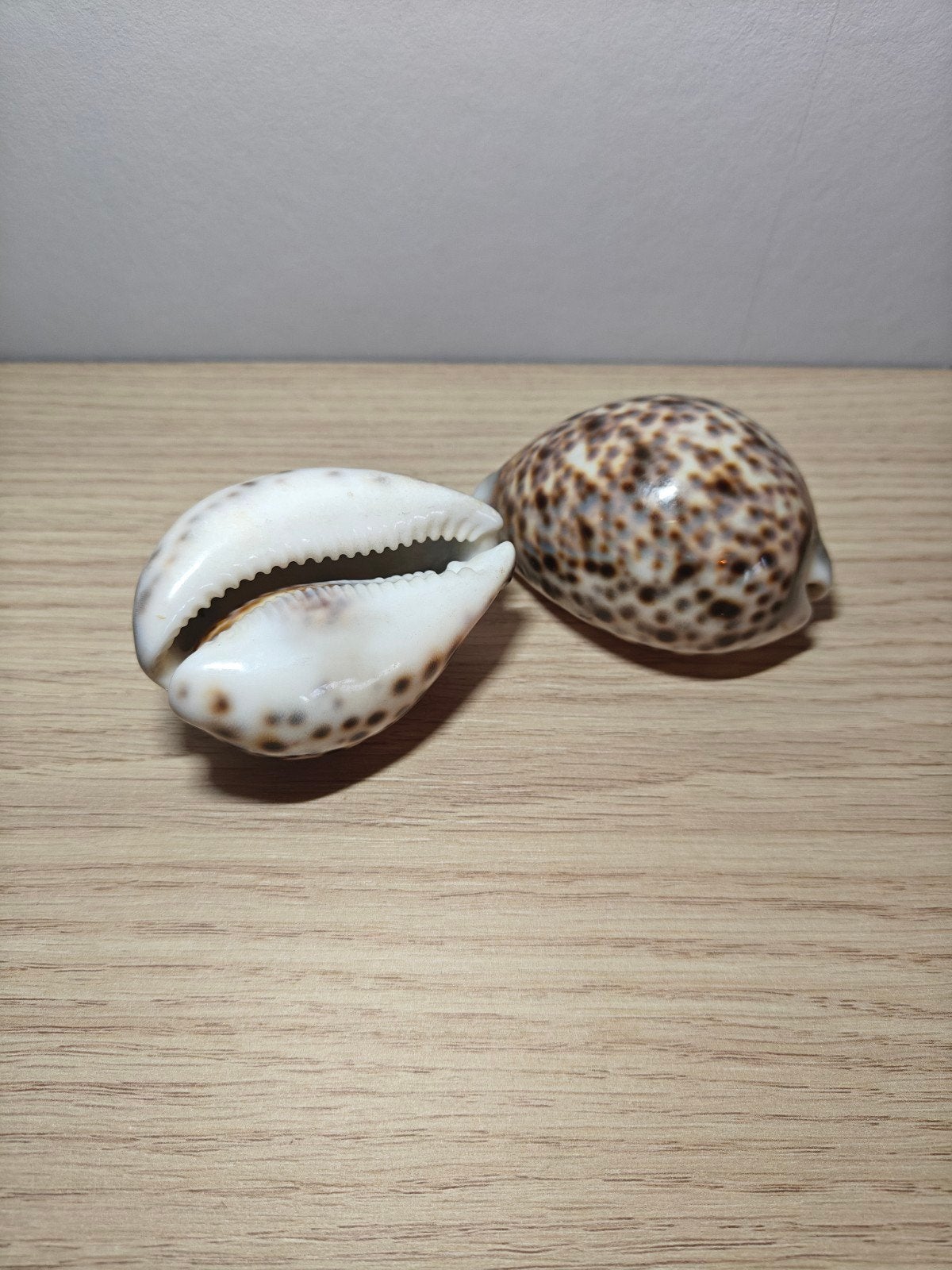 Vintage Tijgerkauri Schelpen (Set van 2) • Grote Cypraea Tig, Ophalen of Verzenden, Schelp(en)