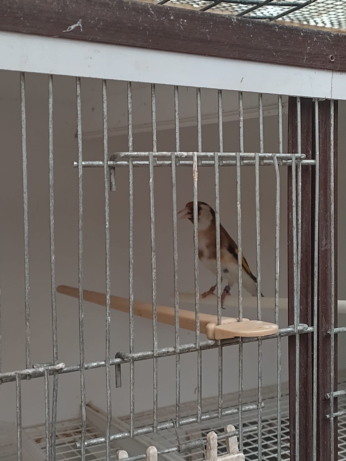 Putter pop uit 2024, Dieren en Toebehoren, Vogels | Overige Vogels, Vrouwelijk, Wildzangvogel