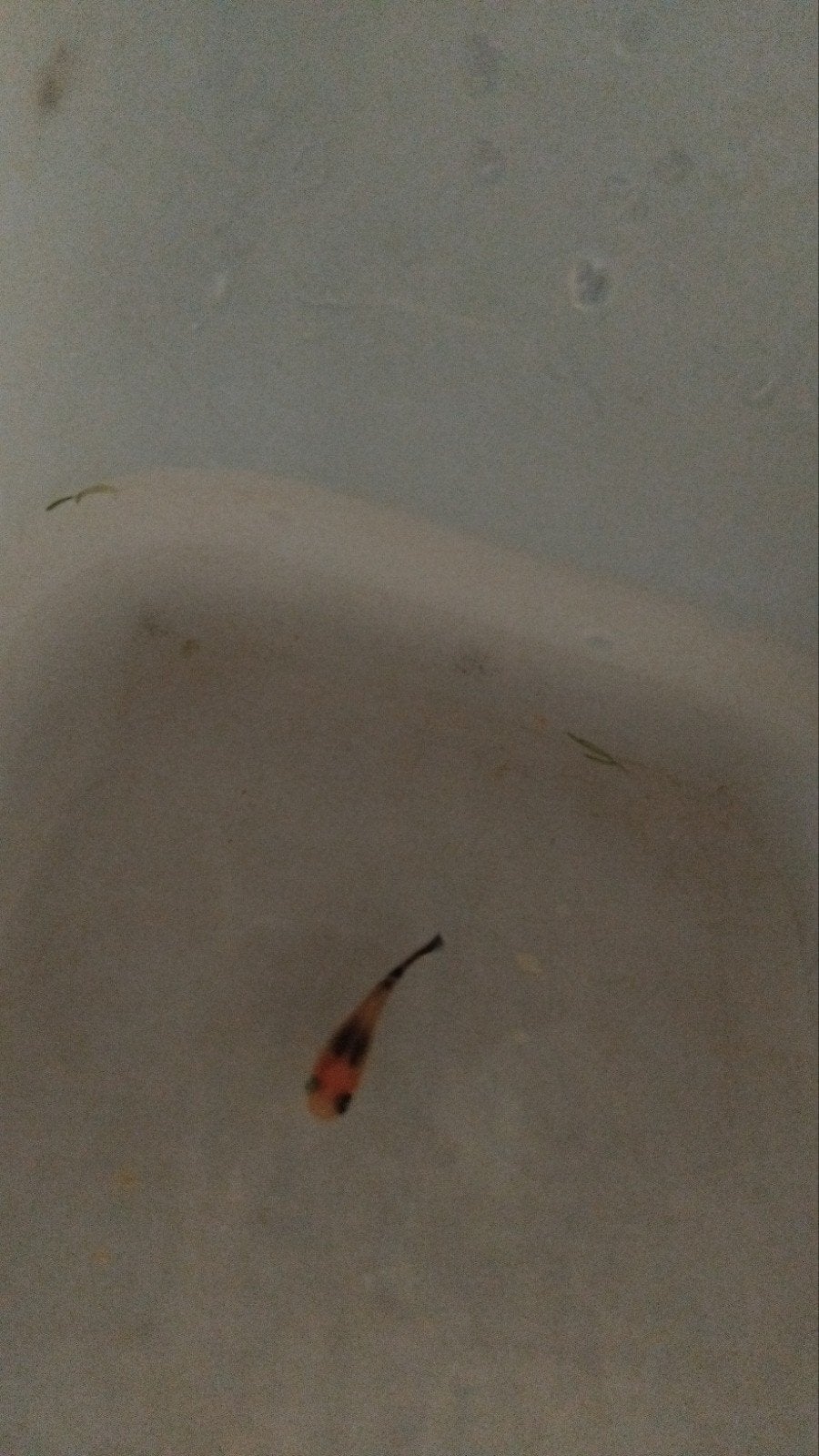 Molly's, Dieren en Toebehoren, Vis, Zoetwatervis, Schoolvis