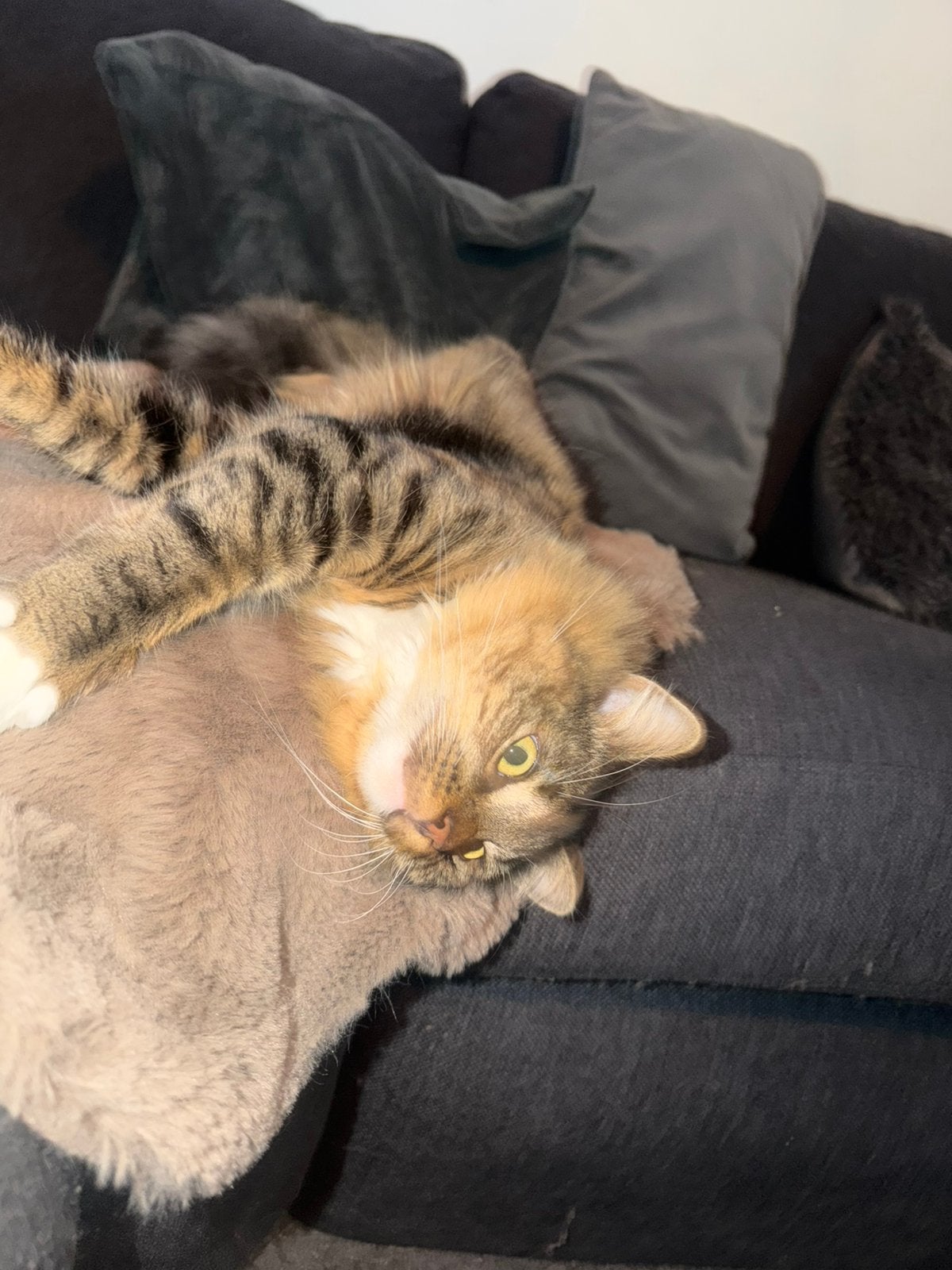 Liefe kat zoekt en nieuw huisne, Kater