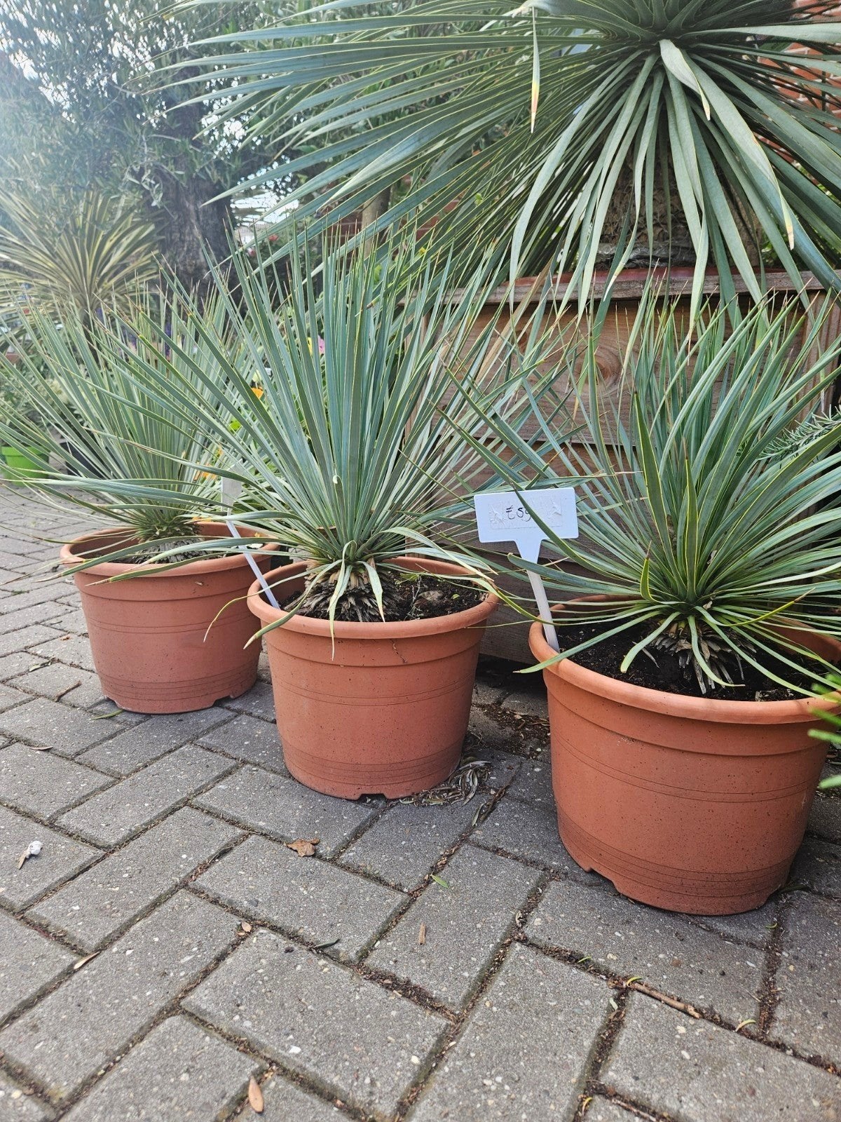 Yucca rigida 85cm hoog in pot, Tuin en Terras, Planten | Tuinplanten, Overige soorten, Volle zon, Vaste plant, Ophalen of Verzenden