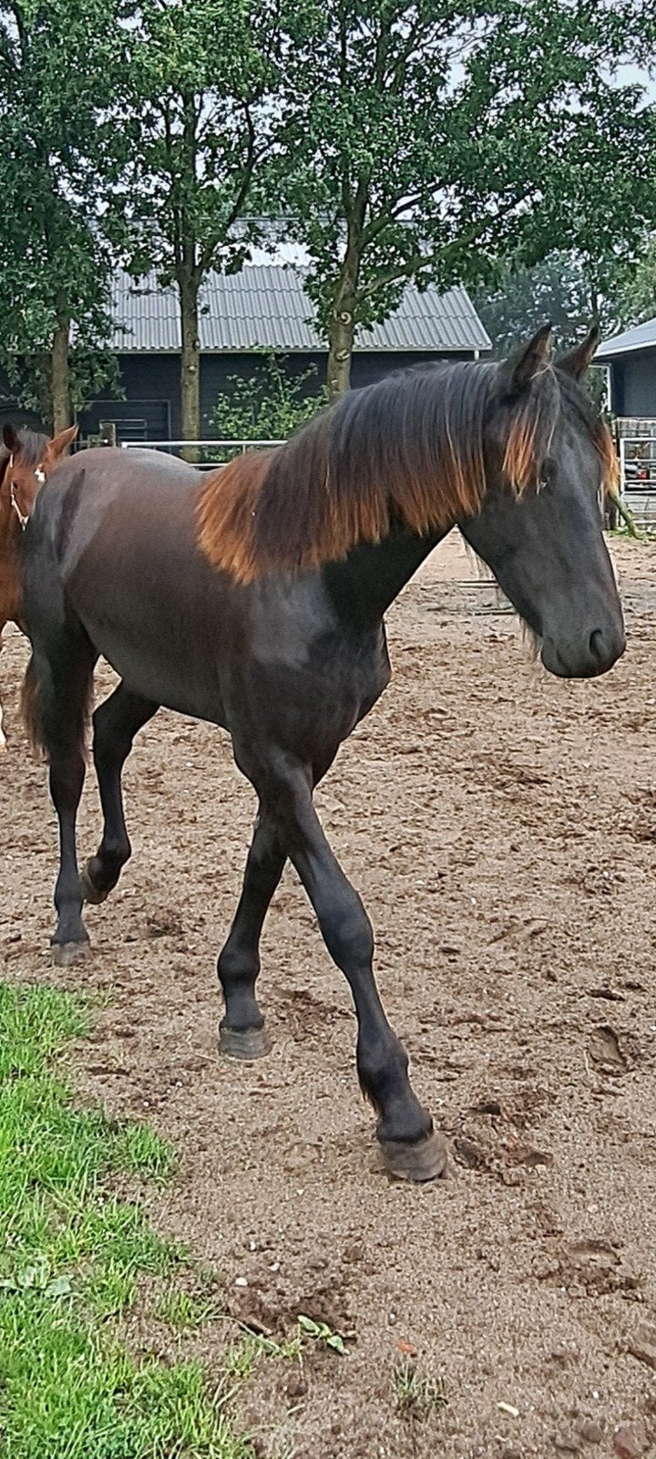 1 jarige fries hengst, Hengst, Onbeleerd, Met stamboom, 0 tot 2 jaar
