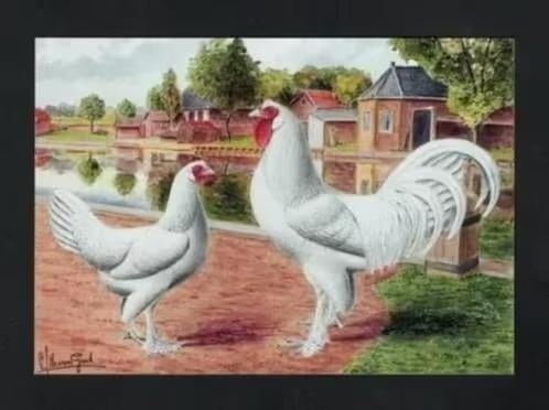 Pluimvee Kippen Kraaikop Wit Boerderij, Van Gink., Ophalen of Verzenden, 1980 tot heden, Ongelopen, Vogel