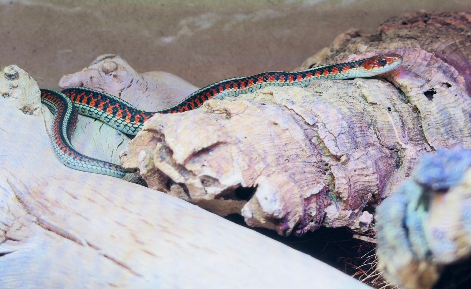 Thamnophis Sirtalis Infernalis 🚺🩷, Slang, 0 tot 2 jaar