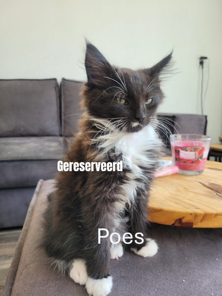6 Maine Coon kruising kittens zoeken thuis, Meerdere dieren, Ontwormd, 0 tot 2 jaar