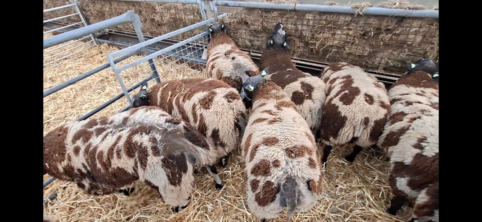 Bonte Dekrammen Stamboek ARR/ARR en Zwoegervrij, Dieren en Toebehoren, Mannelijk, Schaap, 0 tot 2 jaar