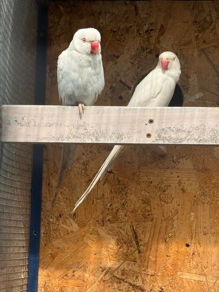 Ongeveer 3jaar oud, Meerdere dieren, Parkiet