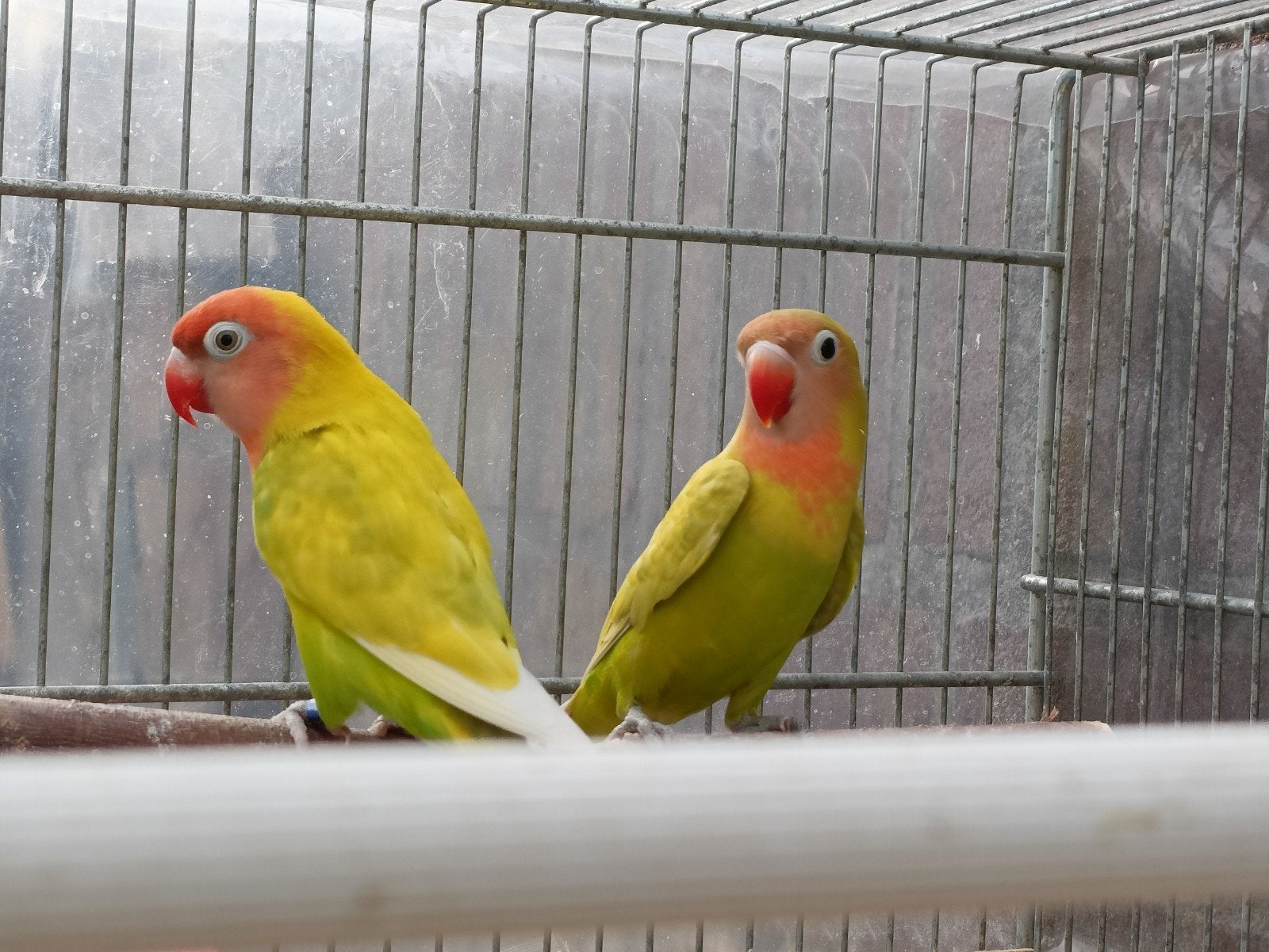 2 Agapornissen., Dieren en Toebehoren, Meerdere dieren, Dwergpapegaai of Agapornis