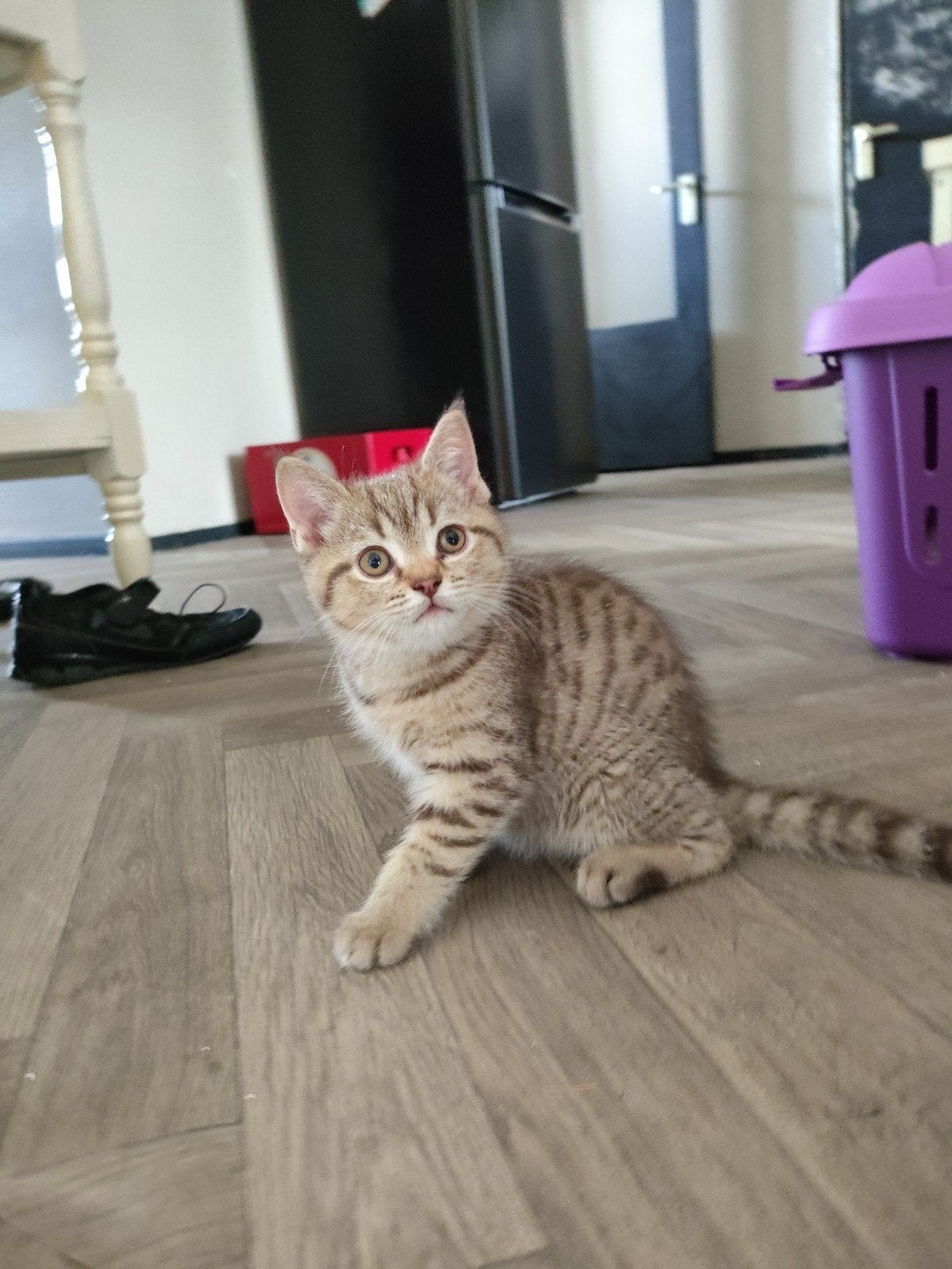 Britse korthaar kittens, Meerdere dieren, Ontwormd, 0 tot 2 jaar