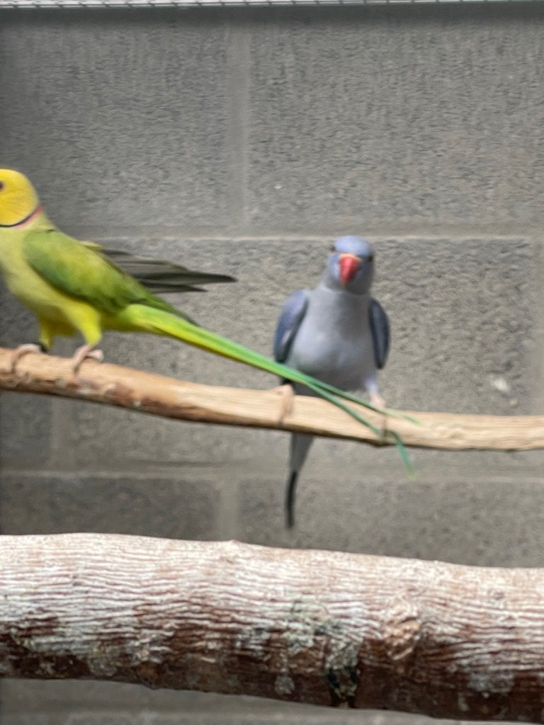 Halsbandparkiet, Geslacht onbekend, Parkiet
