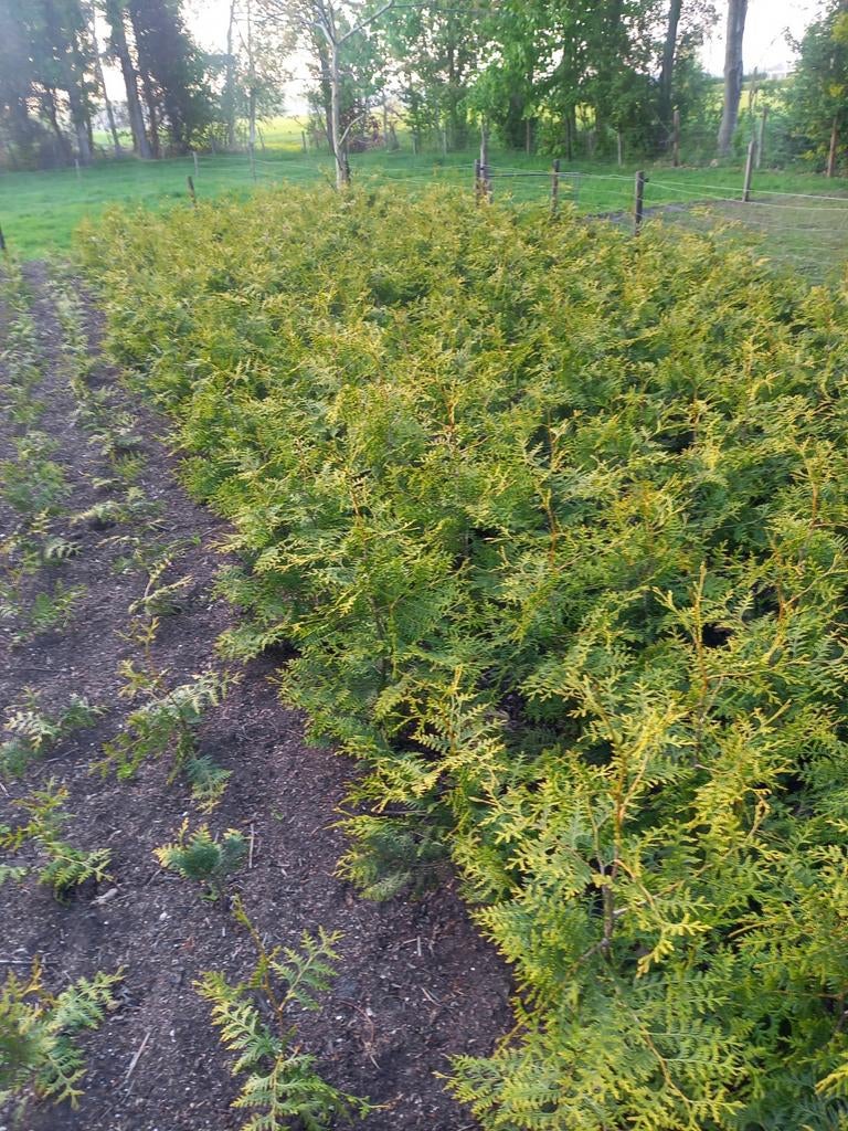 Coniferen thuja brabant, Tuin en Terras, Ophalen of Verzenden, Conifeer, 100 tot 250 cm