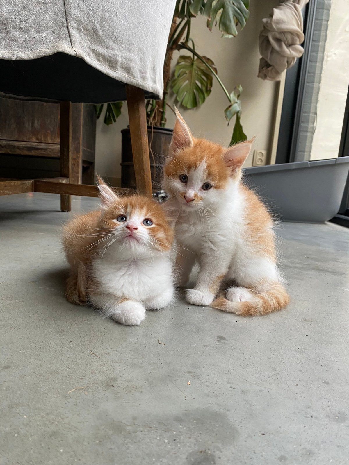 Maine Coon X Europese korthaar kittens (2 katers), Meerdere dieren, Ontwormd, 0 tot 2 jaar