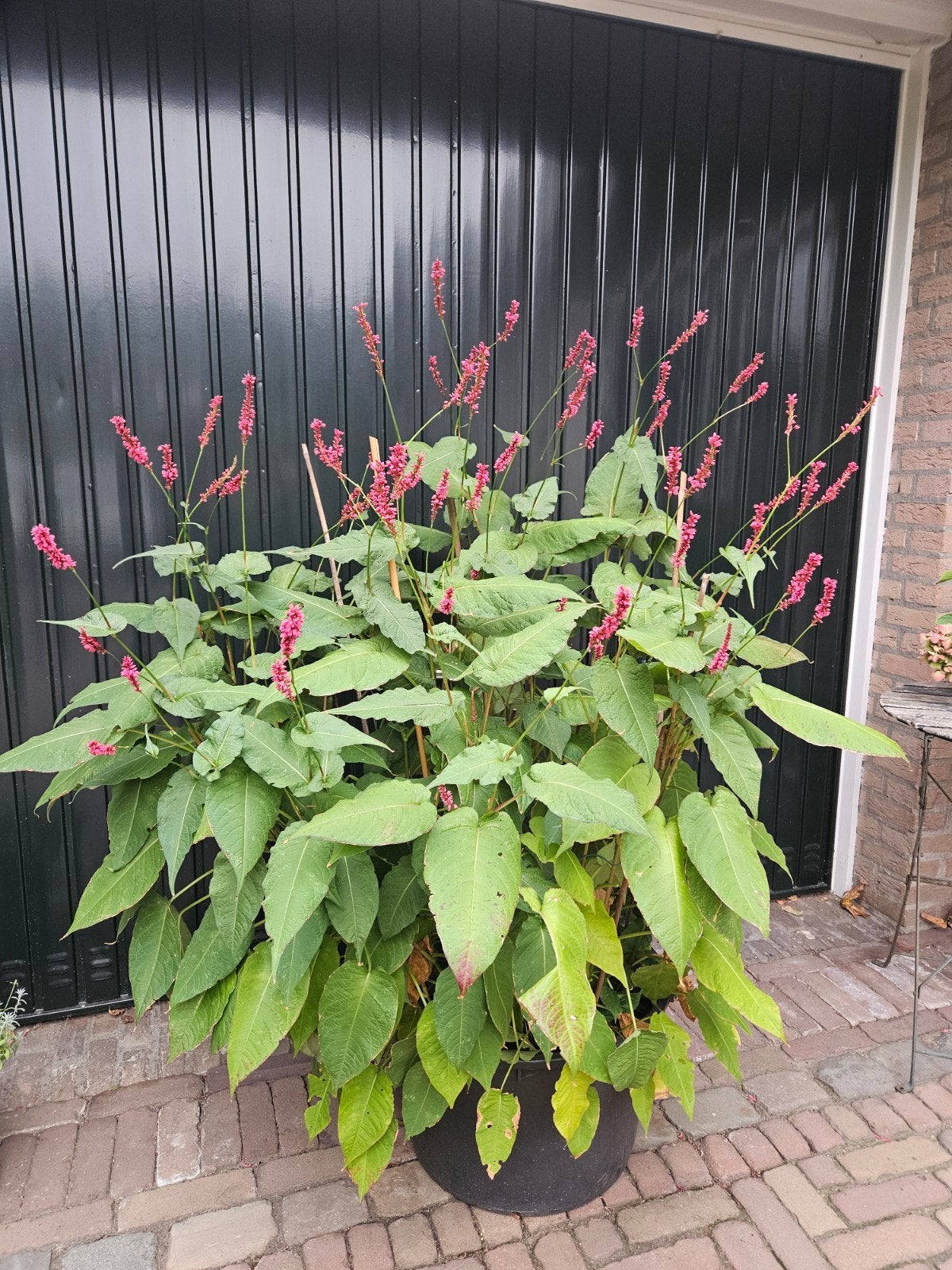 Duizendknoop (persicaria amplexicaulus, Tuin en Terras, Bodembedekkers, Volle zon, Vaste plant, Ophalen of Verzenden
