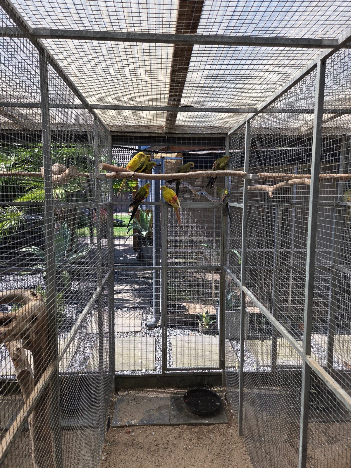 Bergparkieten, Dieren en Toebehoren, Meerdere dieren, Parkiet