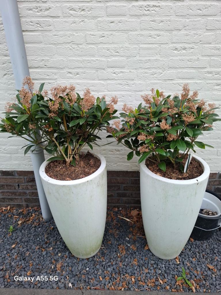 Twee Skimmia planten in hoge witte potten (80x35cm), Overige soorten, Vaste plant, Ophalen of Verzenden, Halfschaduw