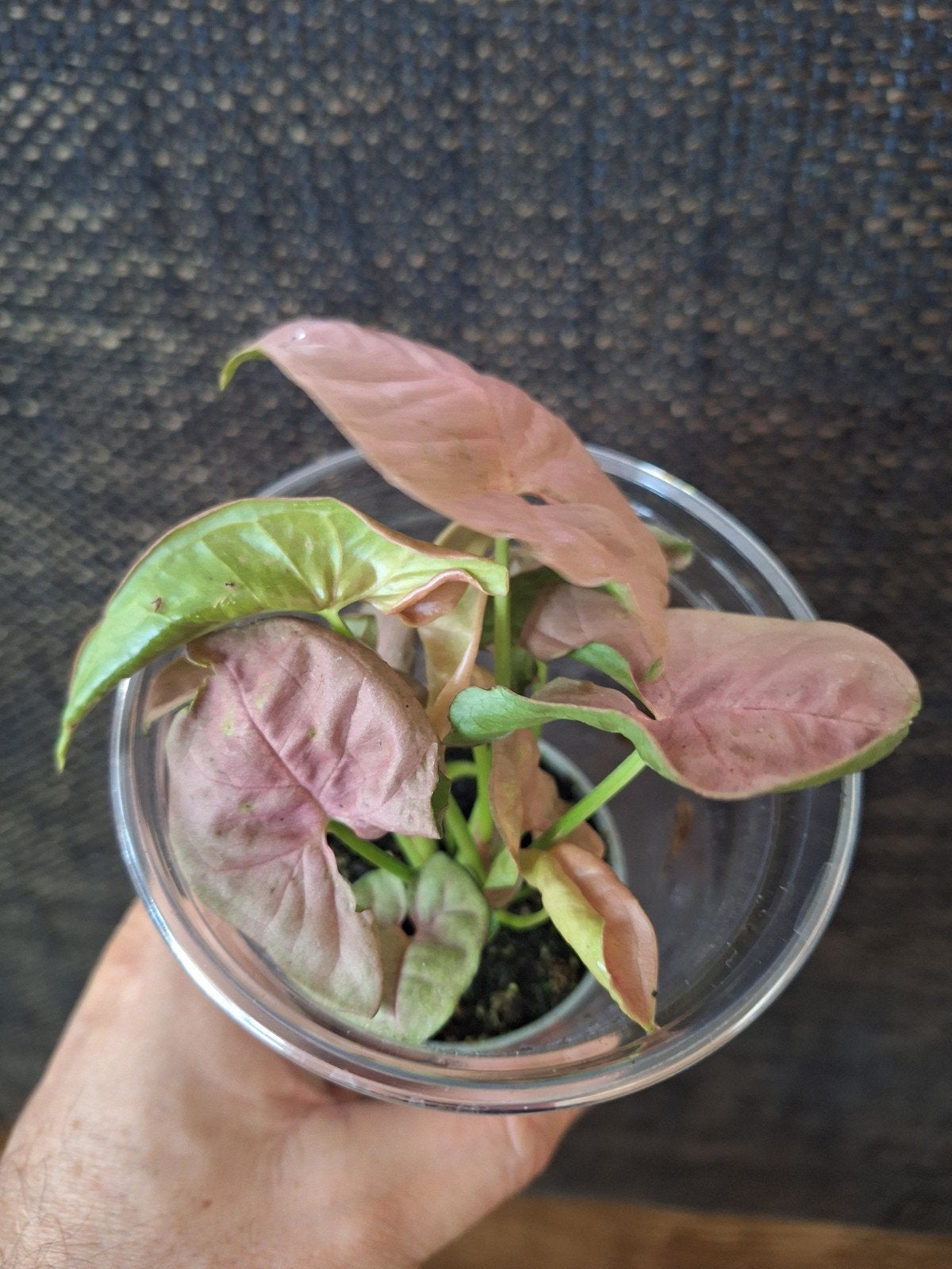 syngonium, Ophalen of Verzenden, Halfschaduw, Minder dan 100 cm