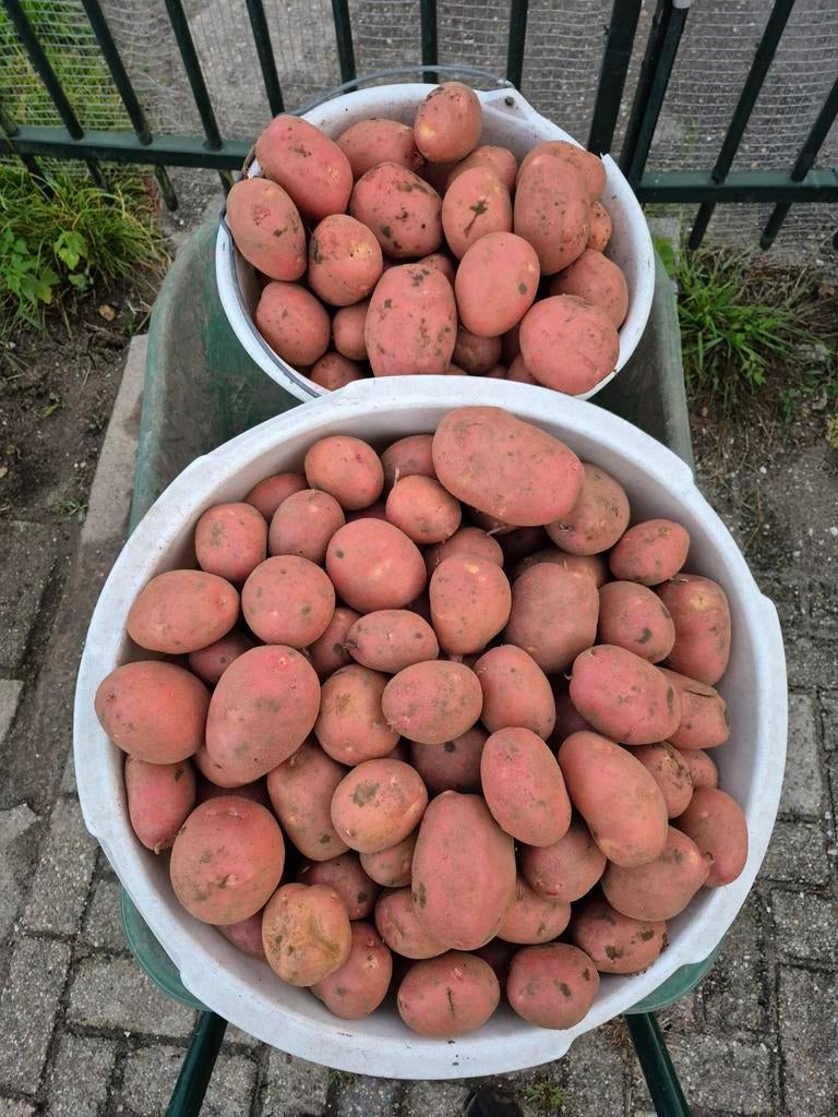 Verse Biologische Aardappelen - Direct van het Land, Ophalen
