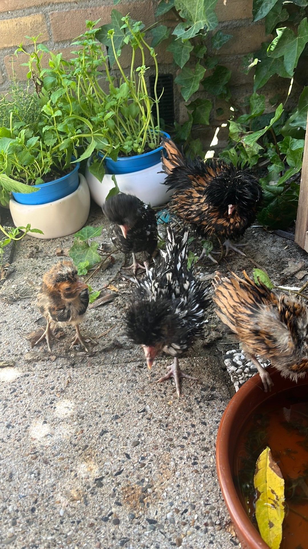 5 kippen met alle bondigheden, Geslacht onbekend, Kip