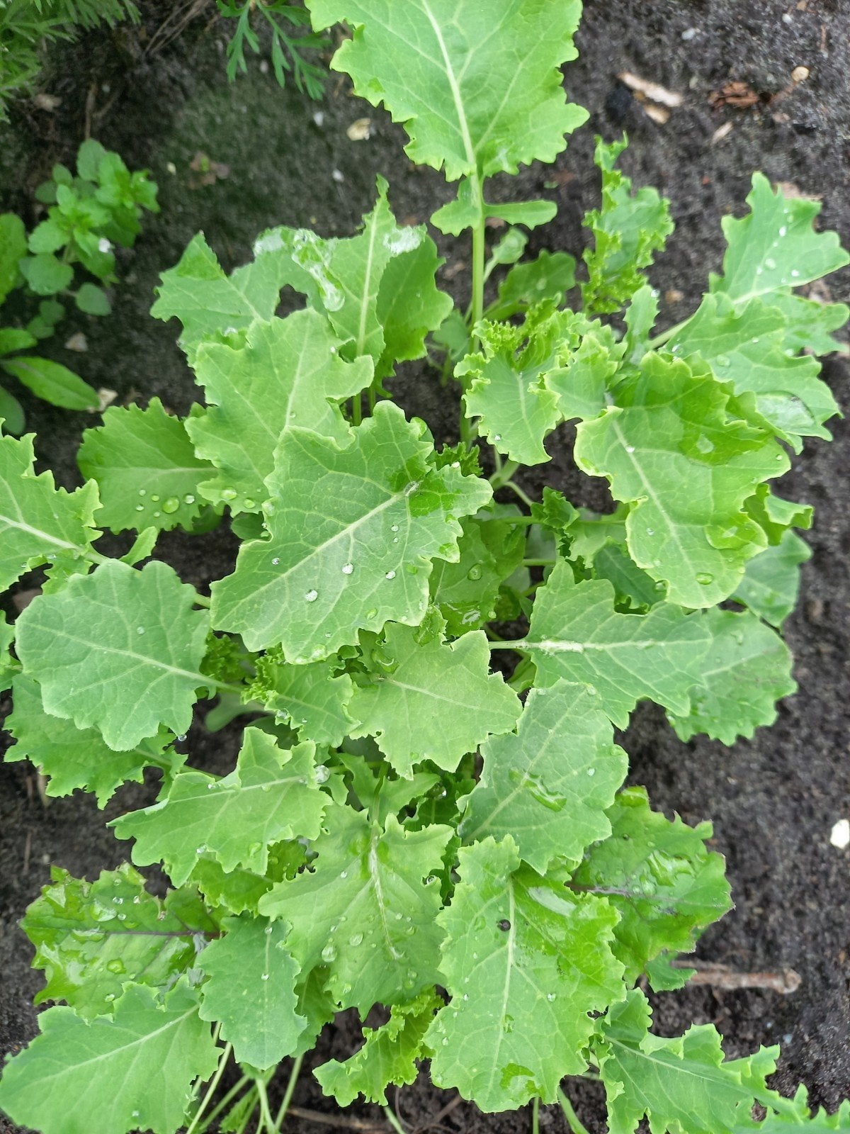 Biologische boerenkool plantjes, Ophalen, Eenjarig, Groenteplanten, Volle zon