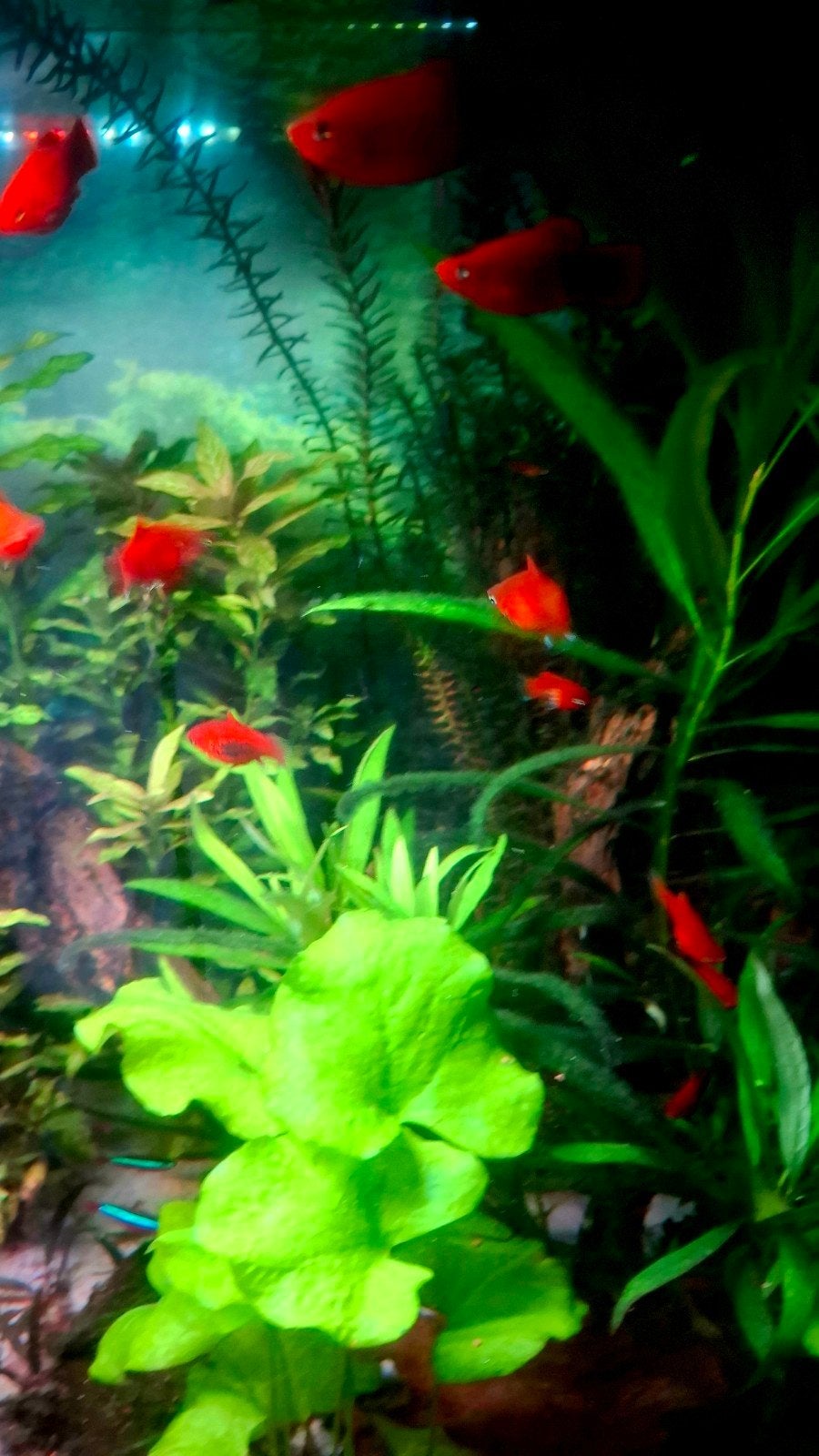platys, Vis