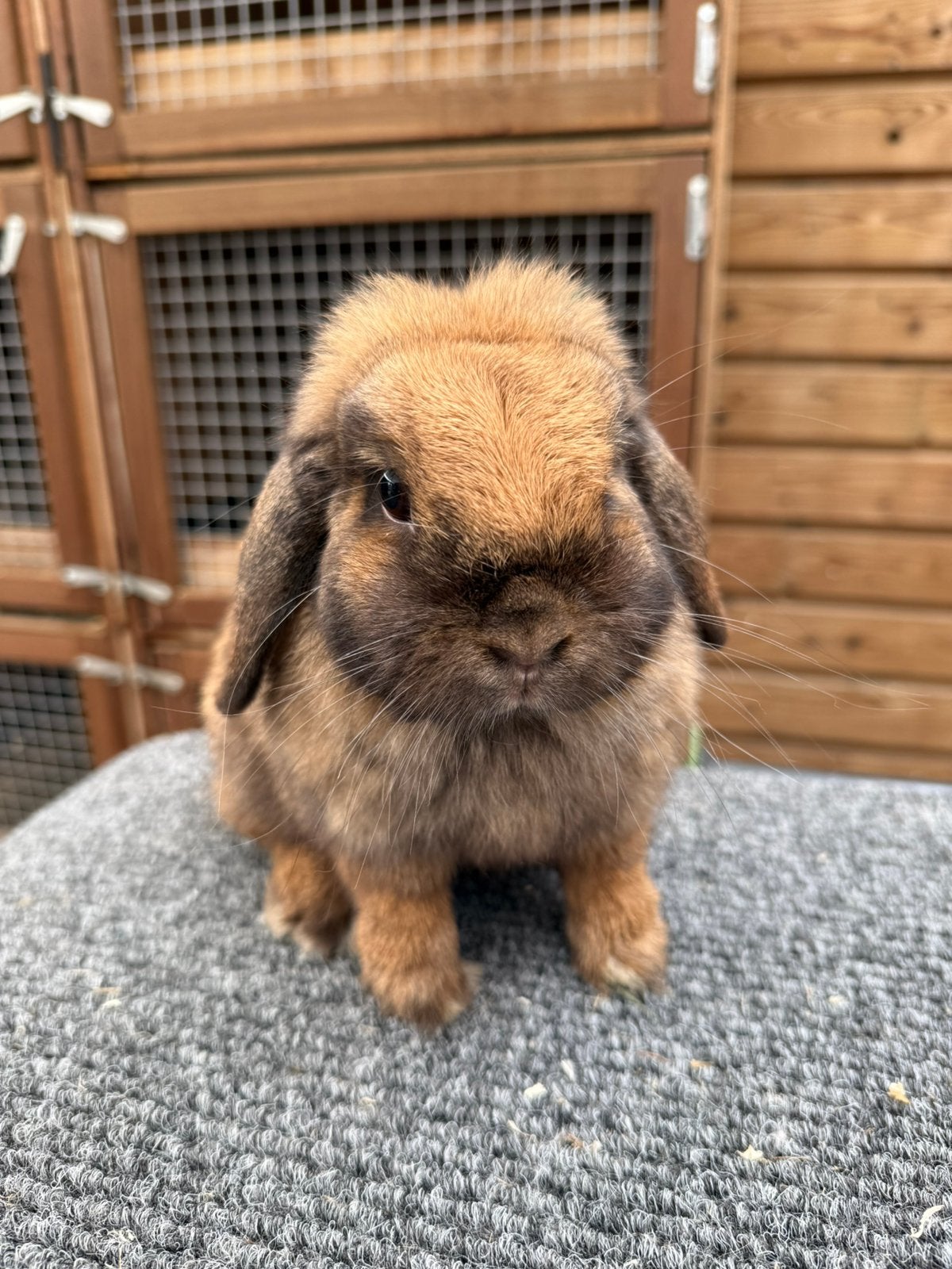 Prachtig lief hangoor dwergje, Vrouwelijk, Dwerg, Hangoor