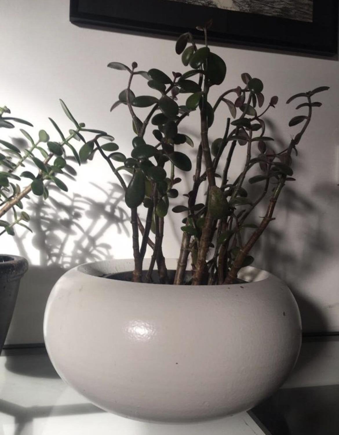 Handgemaakte grote terracotta bonsai bloempot 22,5cm wit, Ophalen, Gebruikt, Rond, Binnen