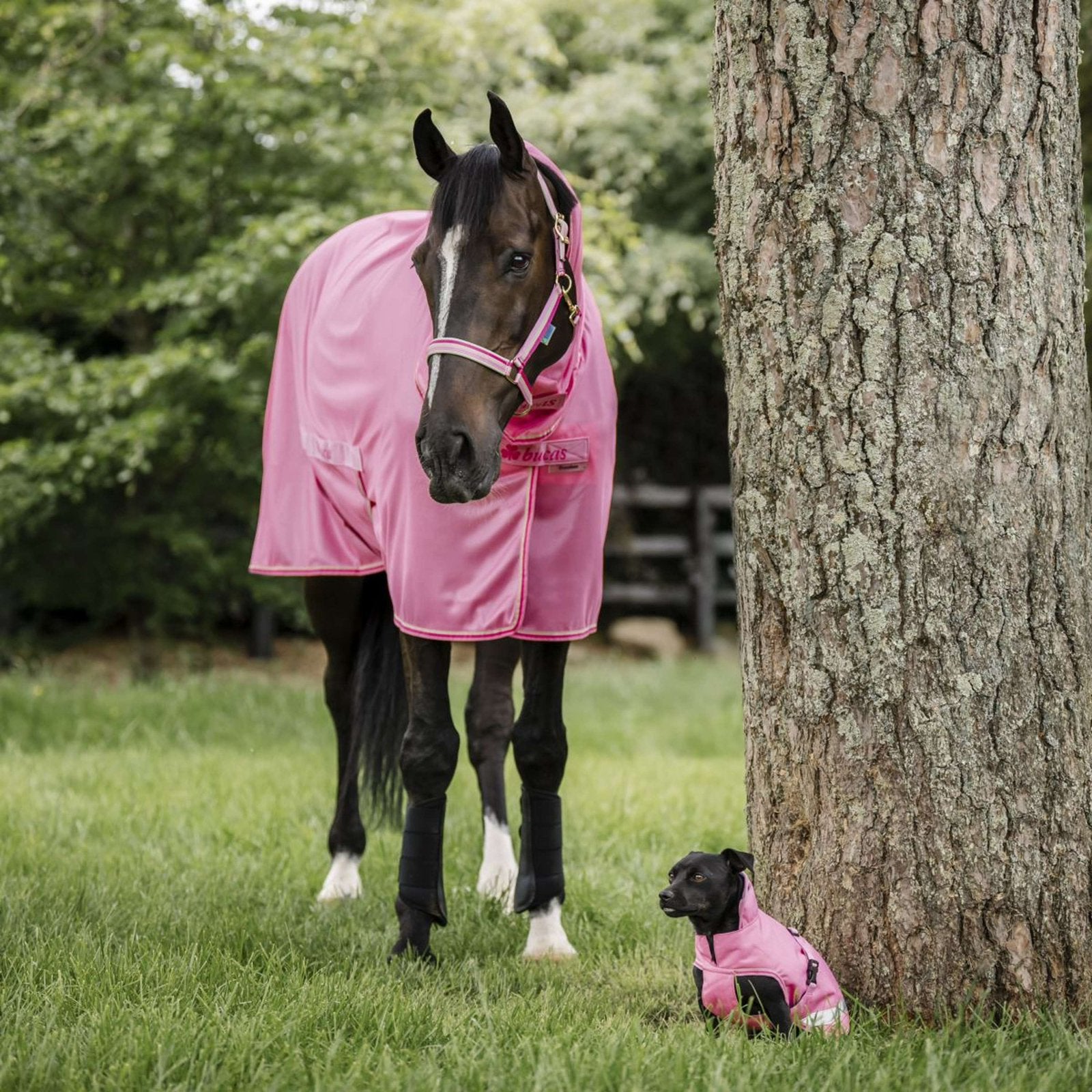 Bucas Freedom Fly Sheet Full Neck in de kleur Aurora Pink, Bucas, Shetlander/Mini, Vliegendeken, Nieuw