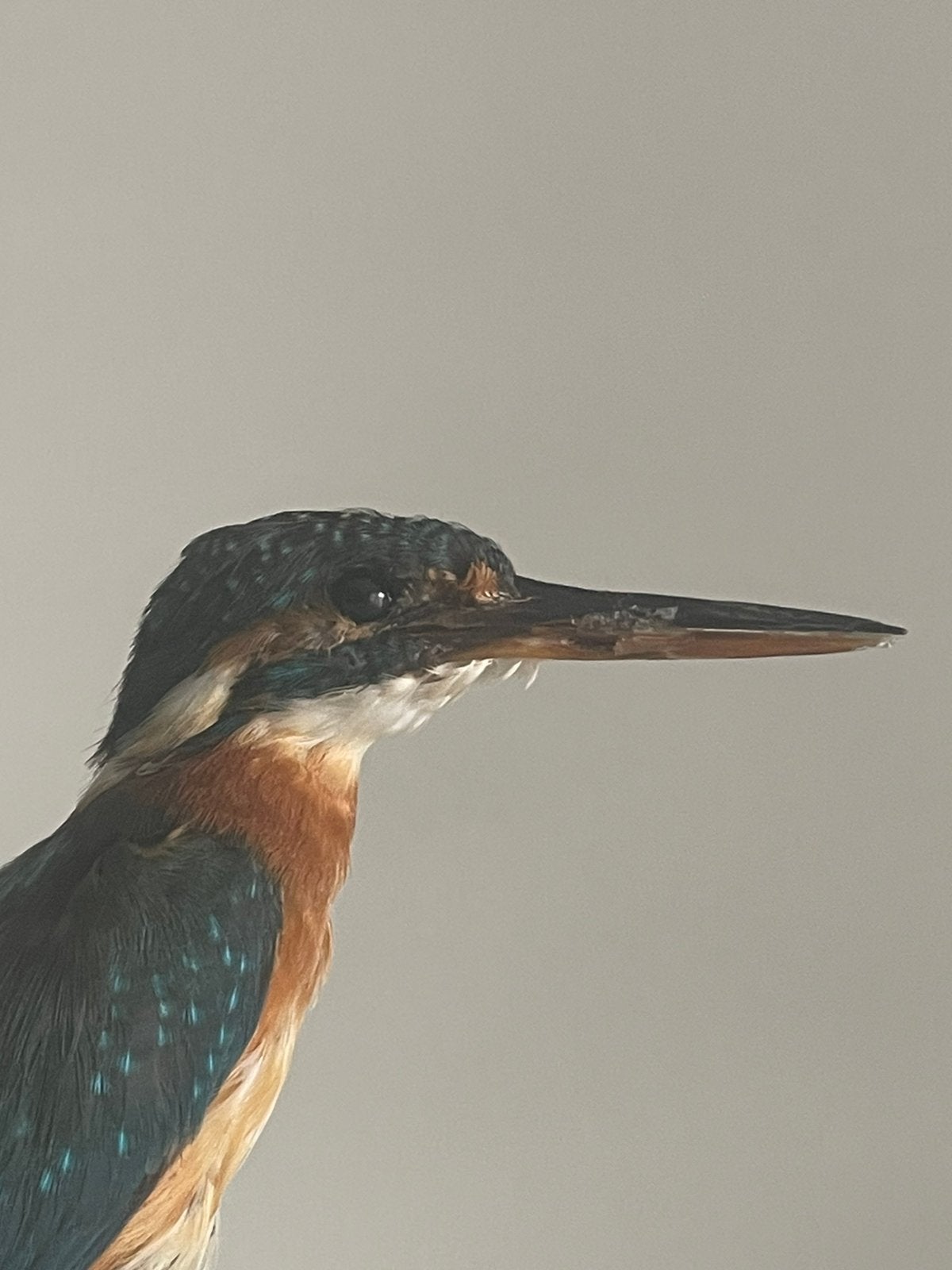 Prachtige IJsvogel Taxidermie op Tak en Houten Voet, Opgezet dier, Gebruikt, Ophalen of Verzenden, Vogel