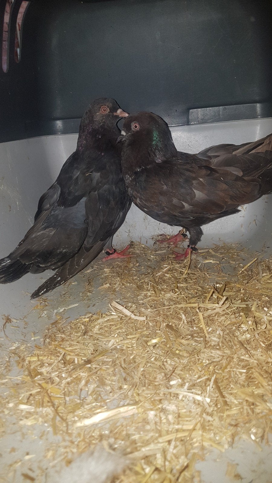 Zeer mooie jonge vliegduifjes hoogvlieger/ rollertjes., Dieren en Toebehoren, Vogels | Duiven, Meerdere dieren, Overige soorten