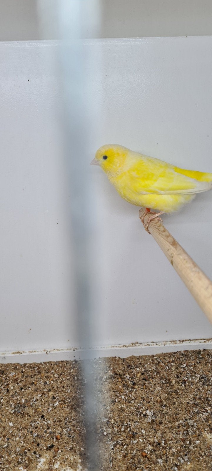 kanarie, Dieren en Toebehoren, Vrouwelijk, Kleurkanarie
