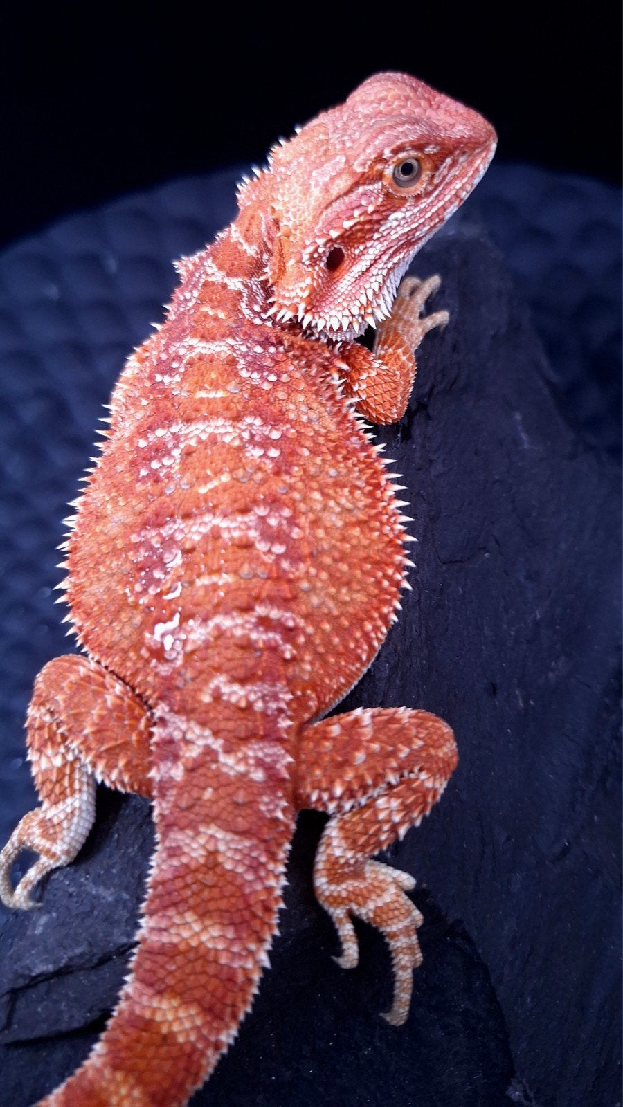 50% Red Monster Hypo het. Translucent Baardagaam Man, Dieren en Toebehoren, Reptielen en Amfibieën, Hagedis, 0 tot 2 jaar