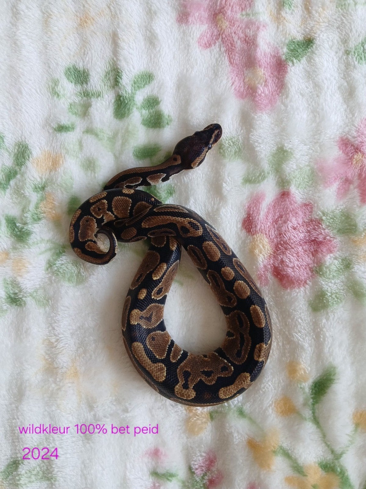 koningspython dames en mannen Ball Python photo 9