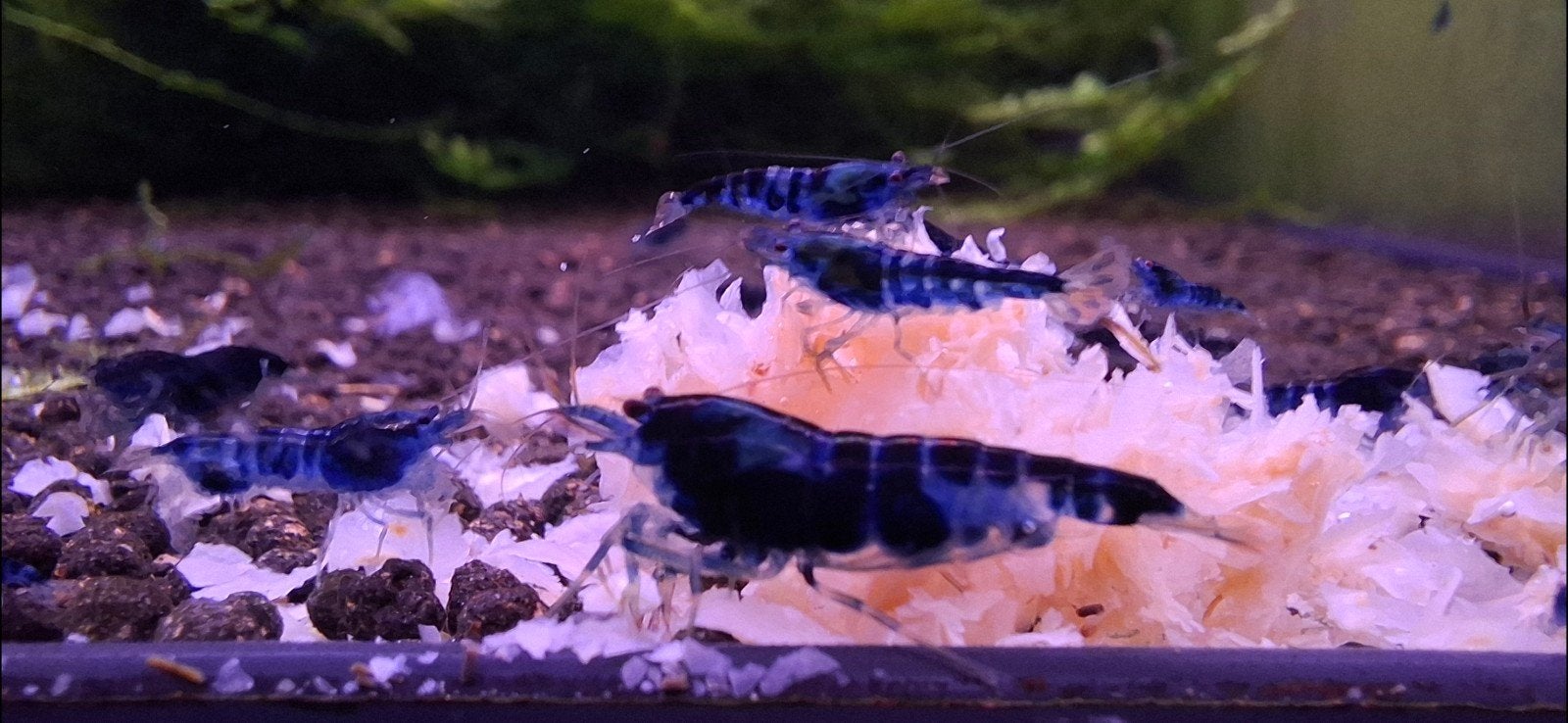 Dragonblood Caridina garnalen, Kreeft, Krab of Garnaal