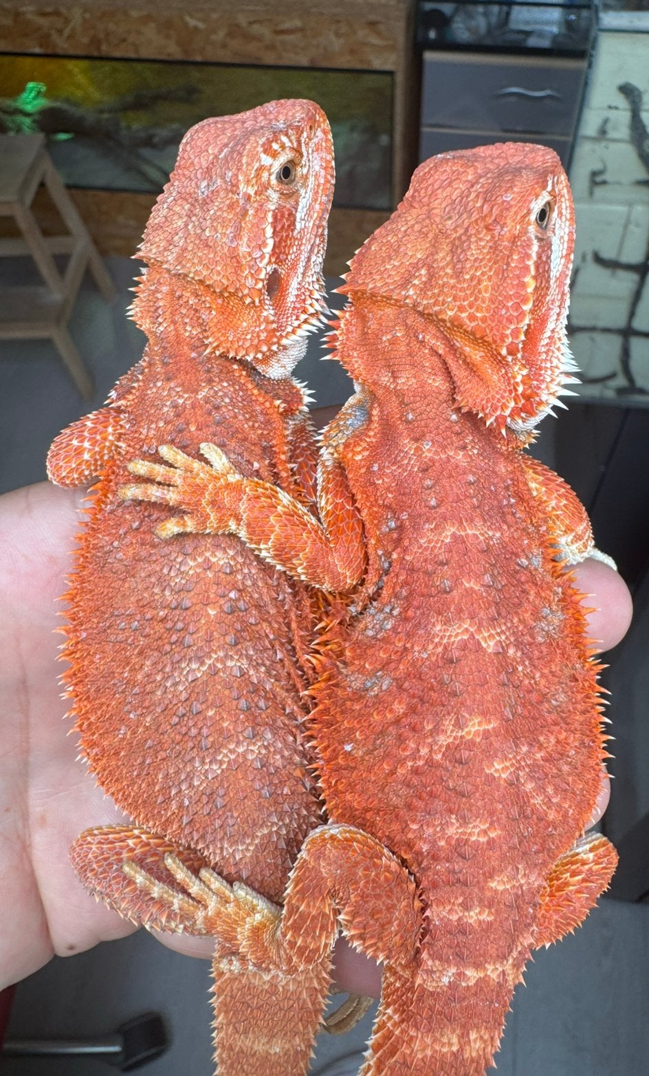 Super rode baardagaam jonkies Bearded Dragon - unknown for sale from De Hobbykweker