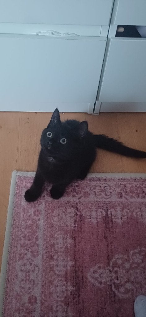 Britse korthaar kitten kruising, Dieren en Toebehoren, Poes, Ontwormd, 0 tot 2 jaar