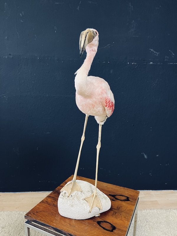 Cubaanse witte Flamingo, taxidermy, Ophalen of Verzenden