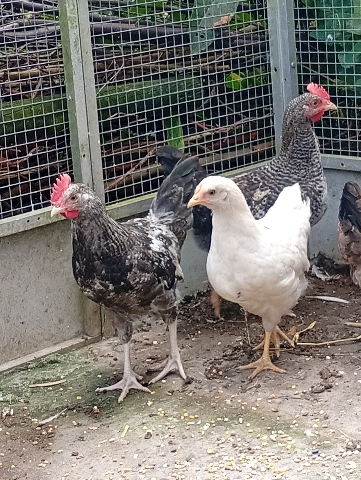 Vredelinger hoen, Meerdere dieren, Kip