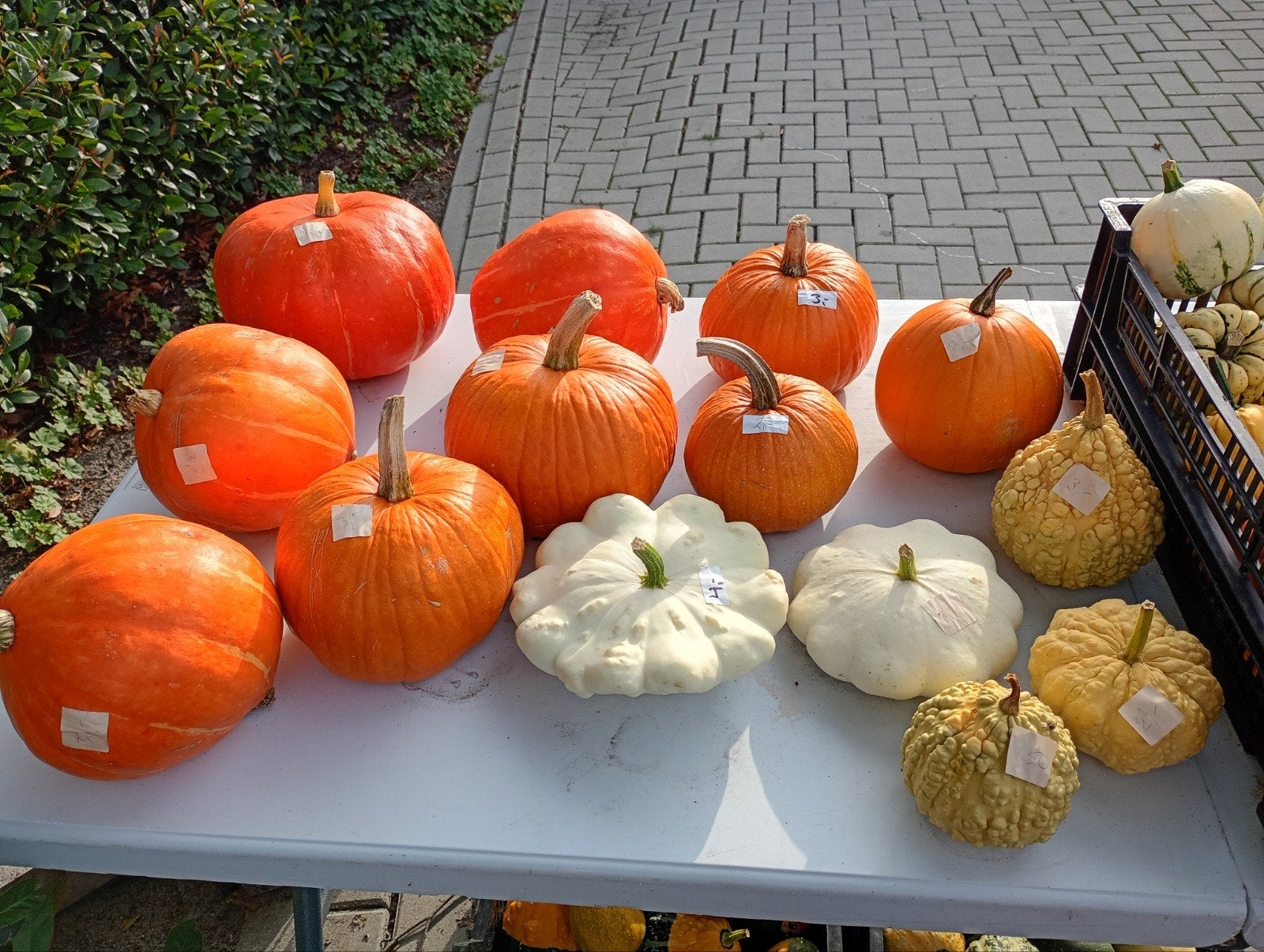 Pompoenen en kalebassen, Ophalen, Volle zon, Groenteplanten, Eenjarig